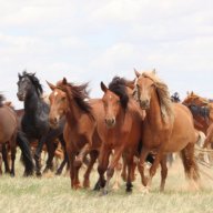 ilovehorses2013